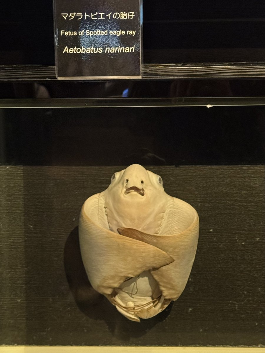 そしてメインの観光
美ら海水族館！🐠
半日おりたい🤣