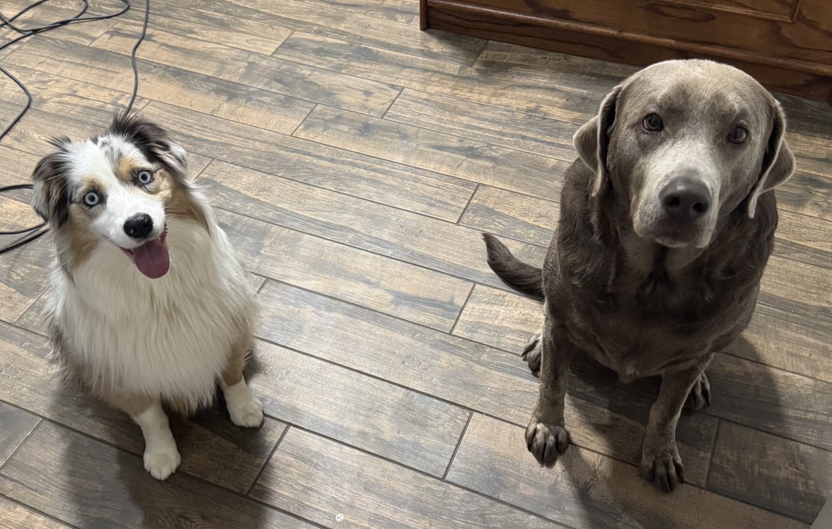 k9_essentials's tweet image. Good Morning from Chanel Lilie and Elite K9 Essentials. It’s raining it’s pouring… Is your dog snoring 😂 Shop for your pups rain gear at elitek9essentials.com  #EliteK9Essentials #Miniaussie #Silverlab #raingearfordogs #furbaby #Shopfordogs