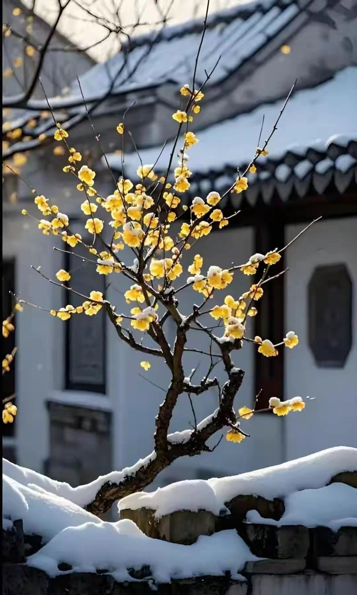 weizai84934144's tweet image. 岁月忽晚，浅冬微凉，几度闲愁煮相思，一世繁华落红颜