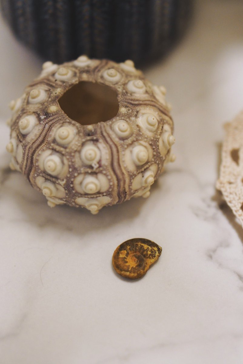 __non39's tweet image. 長瀬さんにサインいただけて、感無量🥹
旦那さまにも、おすすめのアンモは…とか聞きたかったのだけど、緊張して全く喋れなかった…。ひとまず、ウニの殻の横に飾りました。可愛い…🐚
これからも箱推しで応援させていただきます！
#わざわざ書くほどのことだ
#文学フリマで買った本