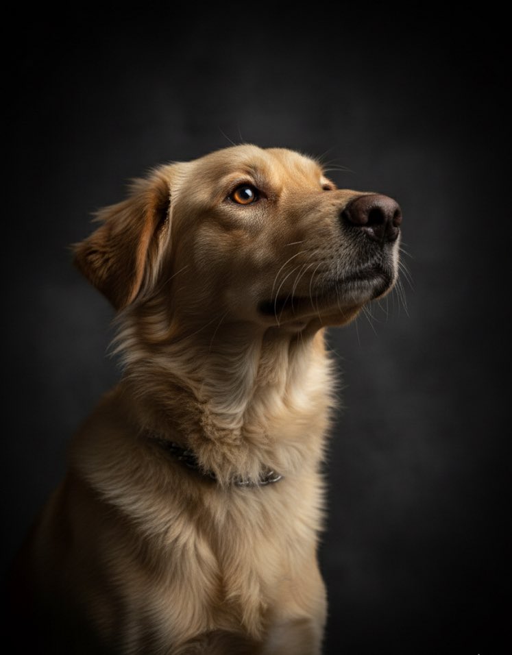 Platanito fue abandonado en una carretera hace meses. Nadie volvió por él, pero aún así siguió caminando con la esperanza de encontrar algo mejor. Hoy está a salvo… pero todavía le falta lo más importante: una familia que lo quiera de verdad.

Es noble, agradecido y solo quiere