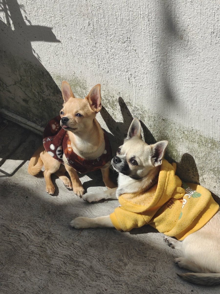 Mis pulguitas andan tomando el sol!! Buenos días gente veremos qué nos depara el destino!