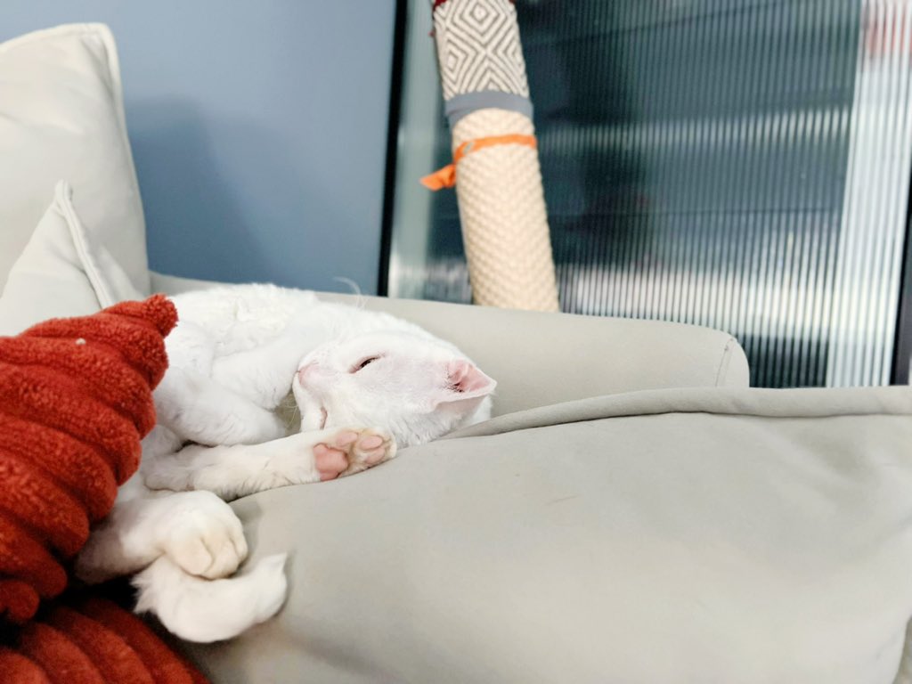 yol11492302's tweet image. Nap time for Shaun with a pink paw sighting! 😻 #CatTwitter #WhiteCat