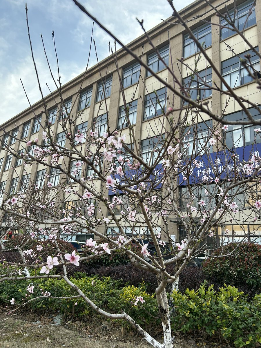 MyTradingDi2022's tweet image. แต่นี่เคยไปทำงานบริษัทจีนที่ประเทศจีน เซอร์ไพรส์มาก 5 โมงเด้ง! 😱 ลุกออกจากโต๊ะกลับบ้านกันตรงเป๊ะ 😂 เลยกลายเป็นว่านี่ work life balance มากต่างกับบ.ญี่ปุ่นที่เคยทำมา 8 ปีทำโอถึง 1-2 ทุ่ม 😂 / เนี่ย เดินชิลๆกลับที่พักได้เห็นแสงตะวันตอนเย็น / แล้วแต่บ.ด้วยแหละ 😂