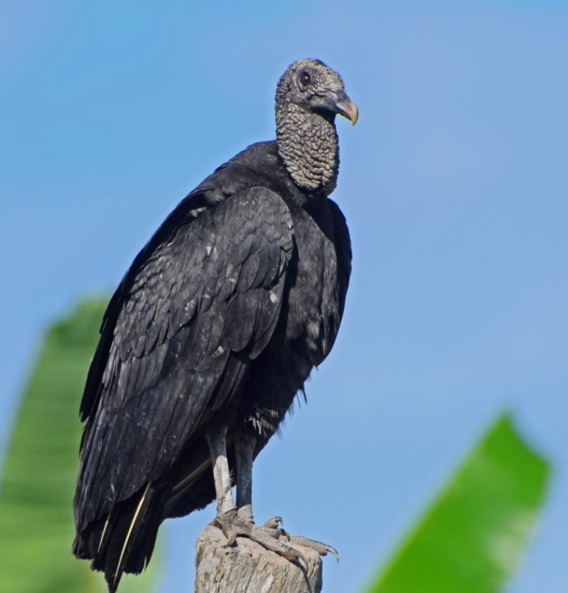 lmrendon's tweet image. No confundir «gallinazo» con «gallinazi»
(créditos gallinazi: @ElCheZOV)