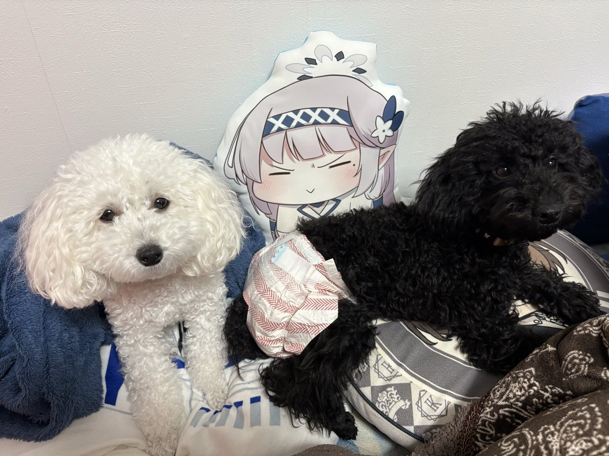 ᷅ ∨ -᷄. ）「もこもこが…いっぱいですねぇ……すぴー…」