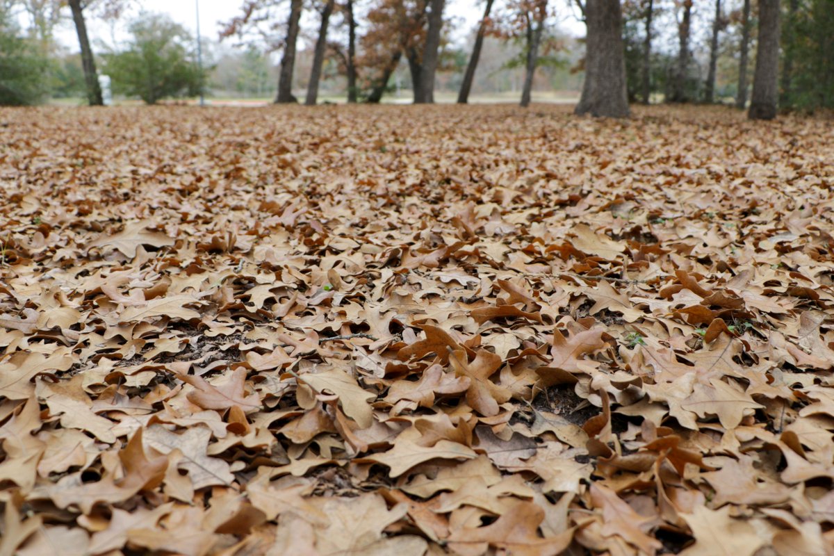 Fallen leaves have many benefits to our ecosystem when left alone but can also become a wildfire hazard if they remain in the wrong places. Which creates the question, what should we do with them? 

Learn how to manage leaves this fall here: tfsweb.tamu.edu/what-to-do-wit…