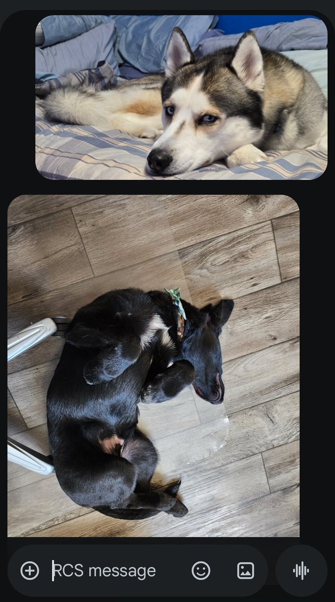 BakYardByks's tweet image. I would guess about 80 percent of texts between me and my sister, look like this