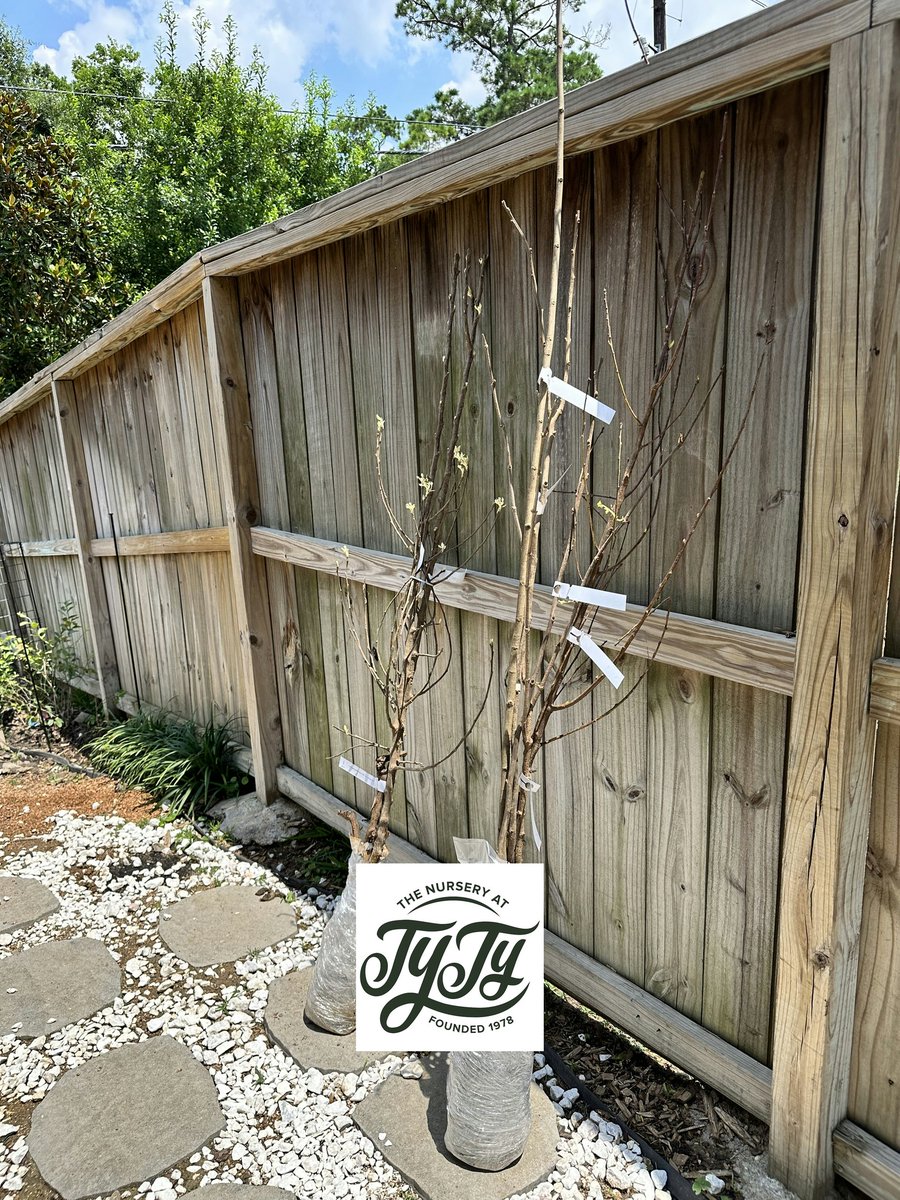 TyTyNursery1's tweet image. ★★★★★  Review by Annika O

Just received these fruit trees yesterday and they were packaged and shipped very well. Started potting them and will update as everything starts to grow. Will put them in the ground when they’re ready.