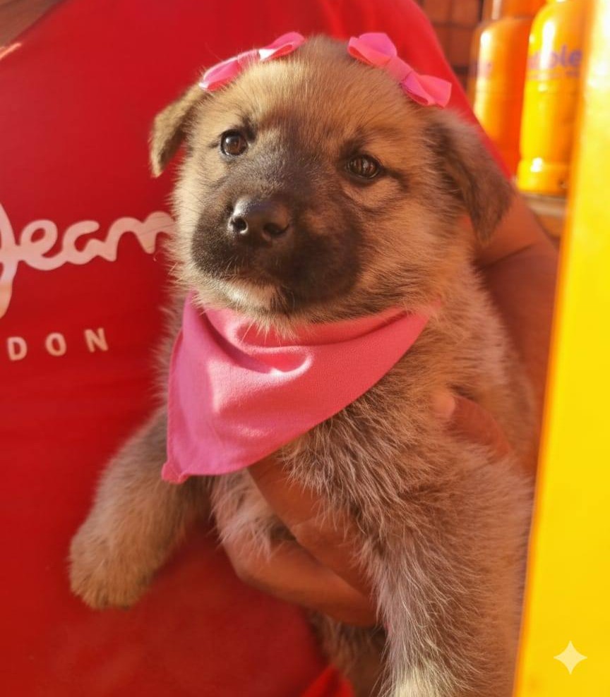 Hermosa bebita en adopción. Se encuentra en una bodega en Puente Alto y urge sacarla del lugar junto a sus hermanitos. Si puedes darle temporal o deseas adoptarla, comunícate al +56990775206. Favor RT!
#PuenteAlto