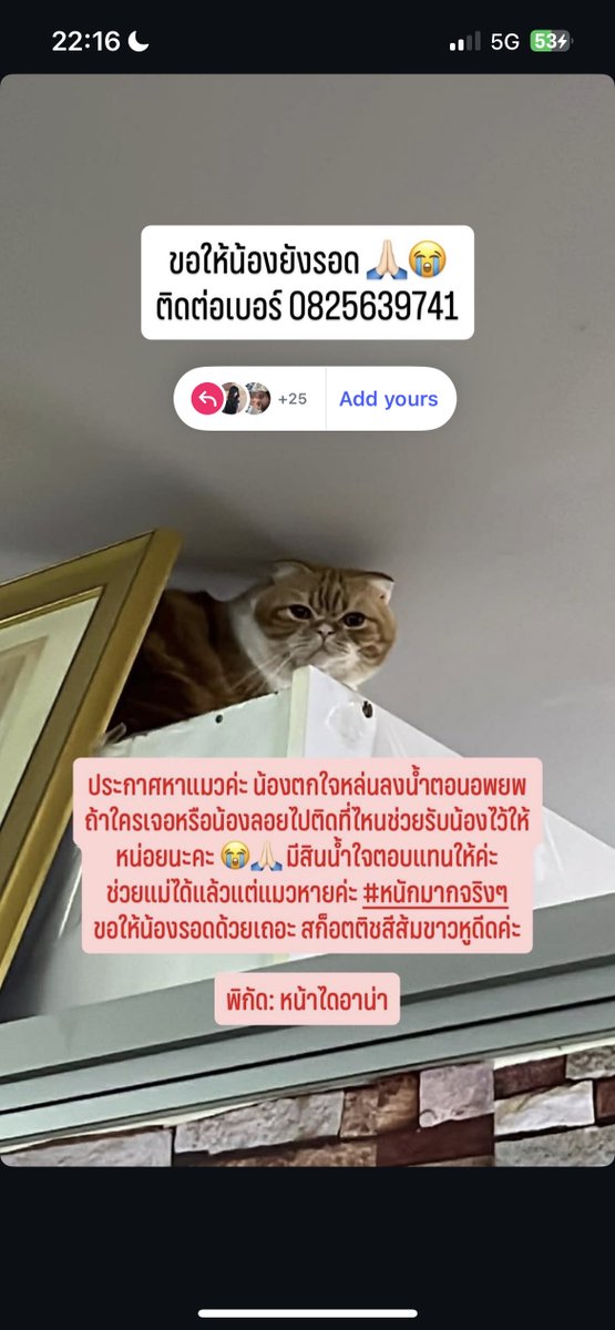 ฝากอันนี้ด้วยนะคะ ใครพบเจอน้องแมวตามในโพสรบกวนช่วยเหลือน้องและติดต่อตามเบอร์โทรที่แปะไว้ด้วยนะคะ 🙏 
#น้ำท่วมหาดใหญ่ #น้ำท่วมภาคใต้