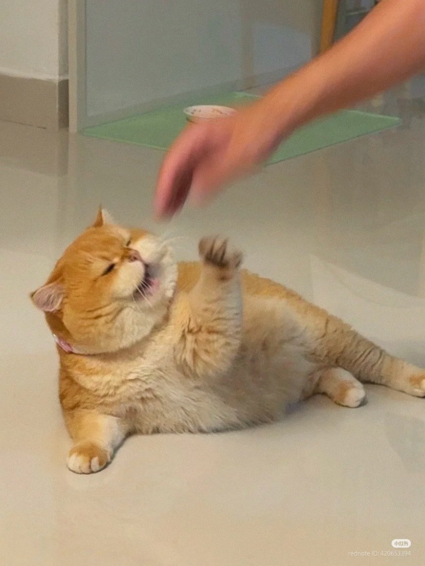 nocontextscats's tweet image. NO TOUCHING!!!!