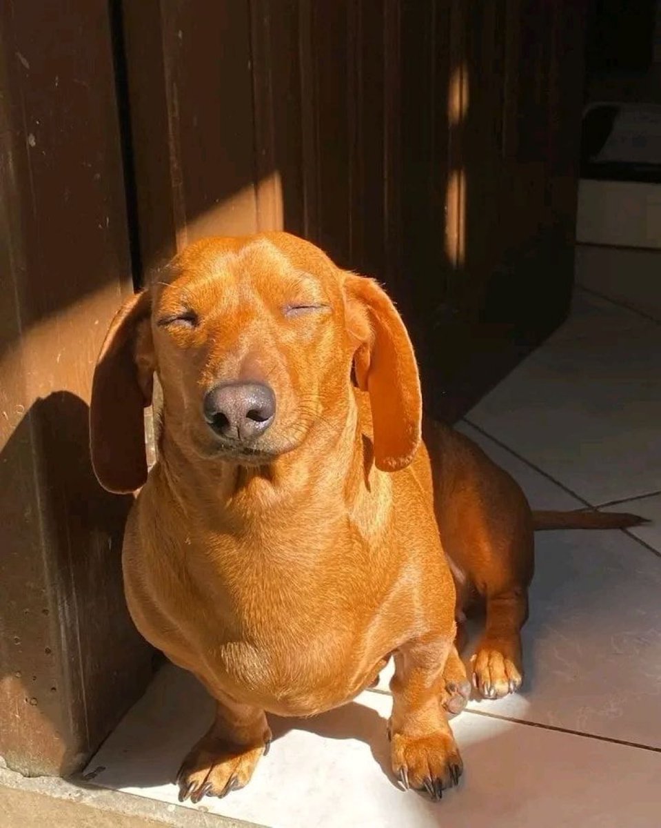 TENDRÁS la peor semana si IGNORAS al perrito salchicha tomando el sol