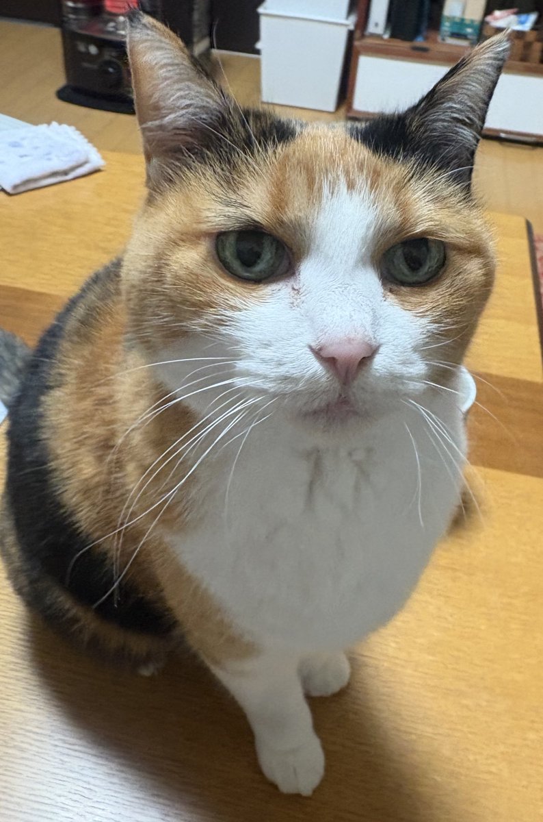 ただいまぴよんた

#ぴよんたさん
#三毛猫
#猫のいる暮らし
#ねこかわいいね