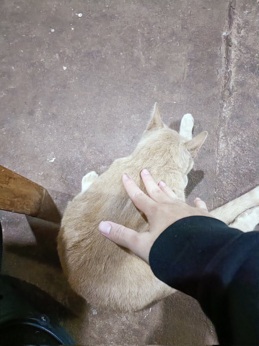 PoomARK8's tweet image. ประธานตัวหยาย #SigmaFangs @RionaPLG