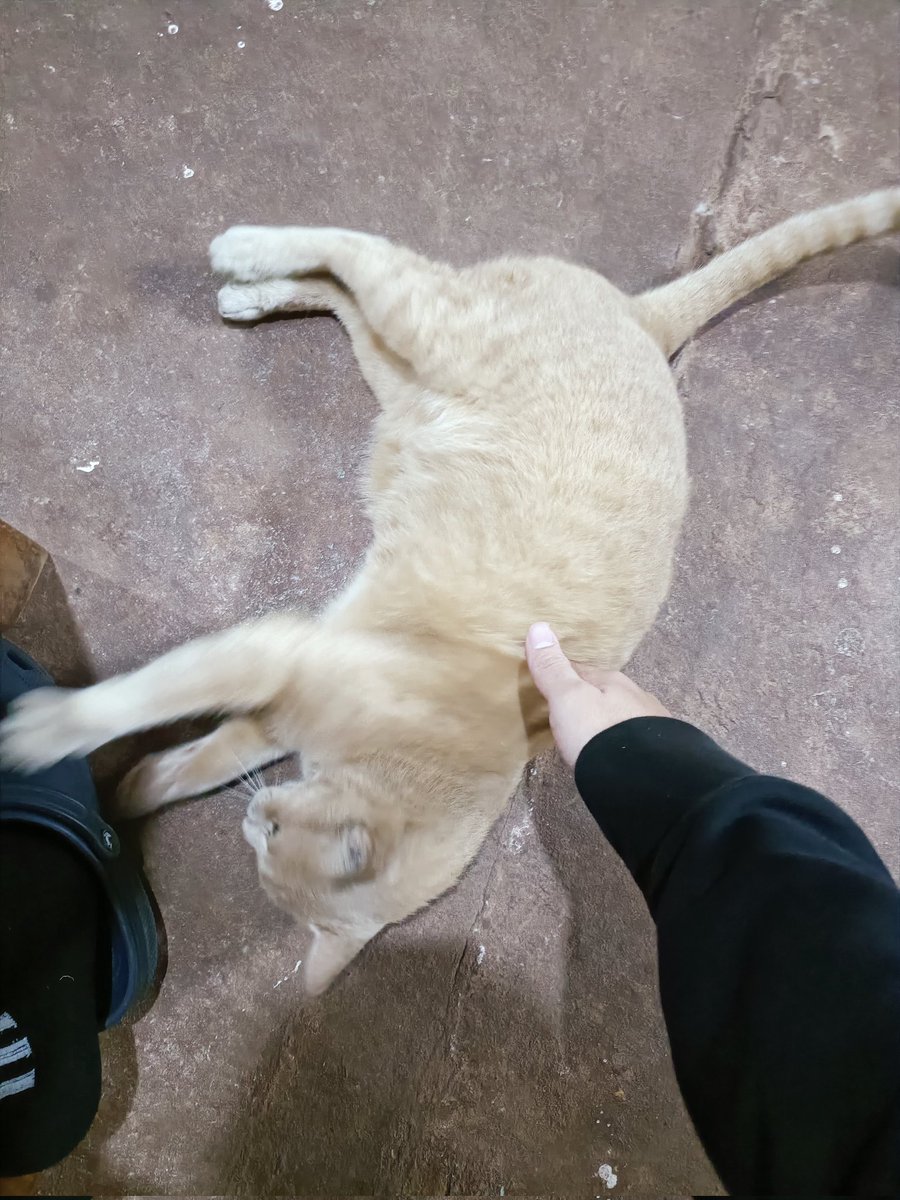 PoomARK8's tweet image. ประธานตัวหยาย #SigmaFangs @RionaPLG