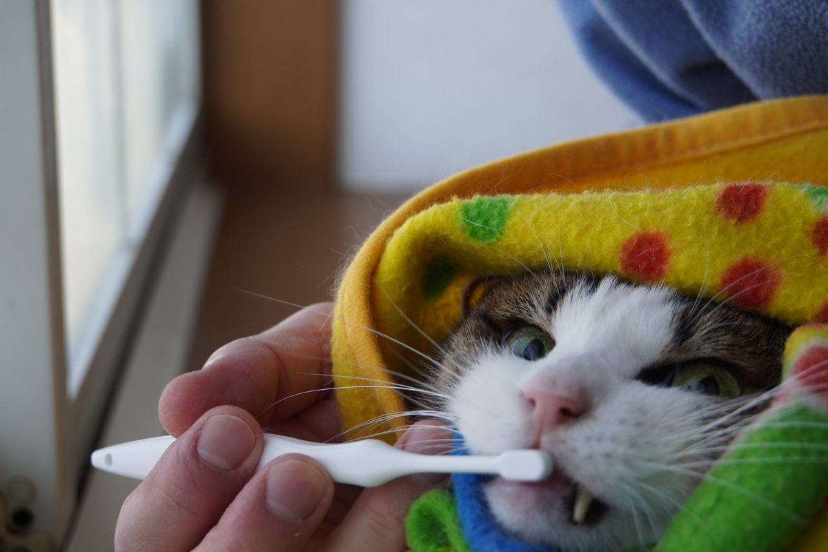 uBg3tA5OFRdyFQS's tweet image. おやすみニャン💤
今日は出社日w
ごまの歯磨き💞
飛鳥とライムの歯磨き後のＫＯ？シーンw
絶望感出し過ぎw
拓真選手勝ったぁ～ので、気持ちよく眠ります🫡
#毎日が猫の日 #猫好き #保護ねこ