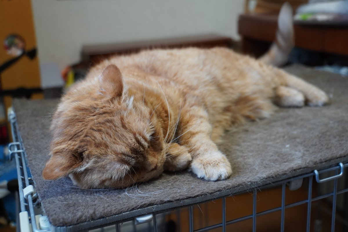 uBg3tA5OFRdyFQS's tweet image. おやすみニャン💤
今日は出社日w
ごまの歯磨き💞
飛鳥とライムの歯磨き後のＫＯ？シーンw
絶望感出し過ぎw
拓真選手勝ったぁ～ので、気持ちよく眠ります🫡
#毎日が猫の日 #猫好き #保護ねこ