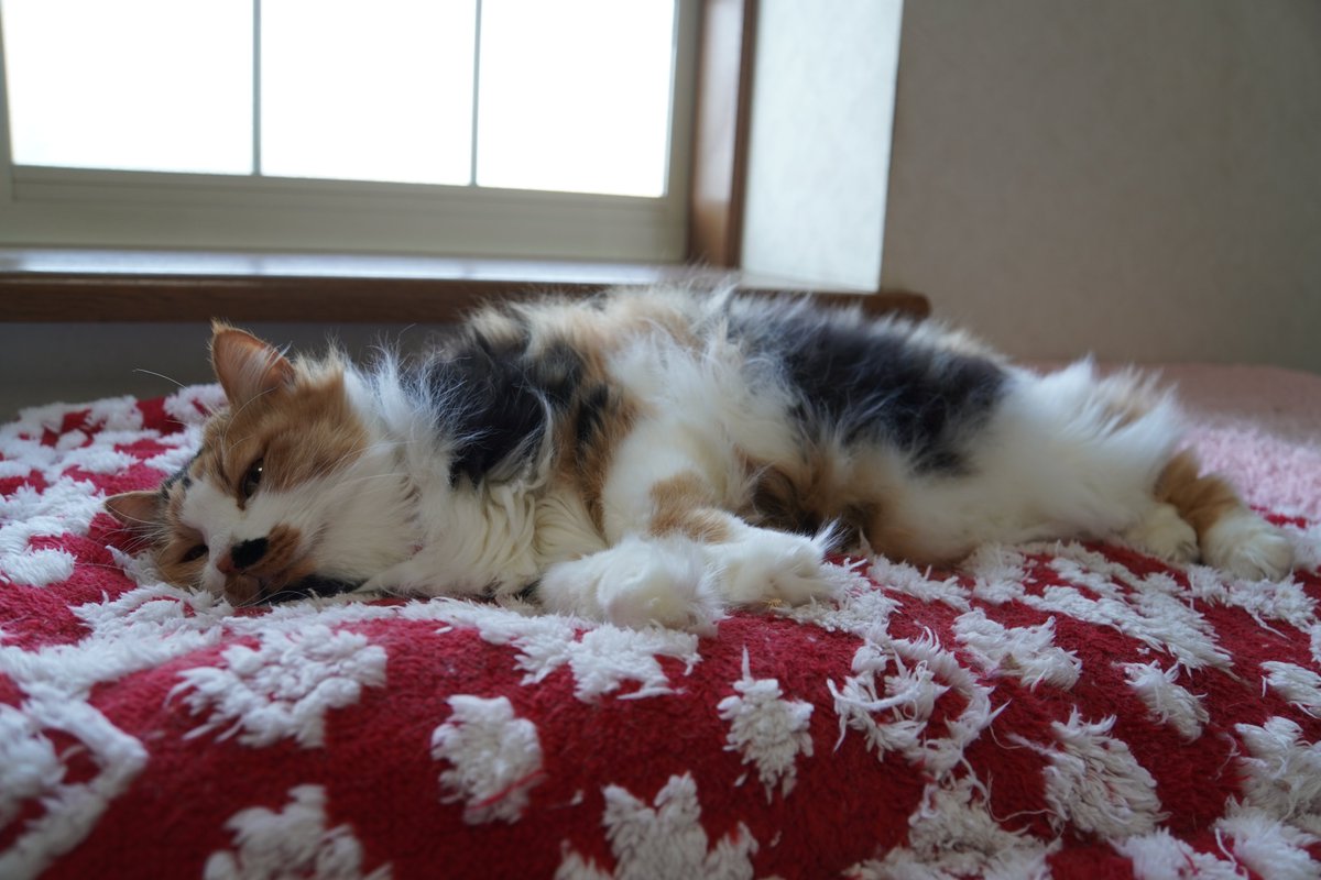 uBg3tA5OFRdyFQS's tweet image. おやすみニャン💤
今日は出社日w
ごまの歯磨き💞
飛鳥とライムの歯磨き後のＫＯ？シーンw
絶望感出し過ぎw
拓真選手勝ったぁ～ので、気持ちよく眠ります🫡
#毎日が猫の日 #猫好き #保護ねこ