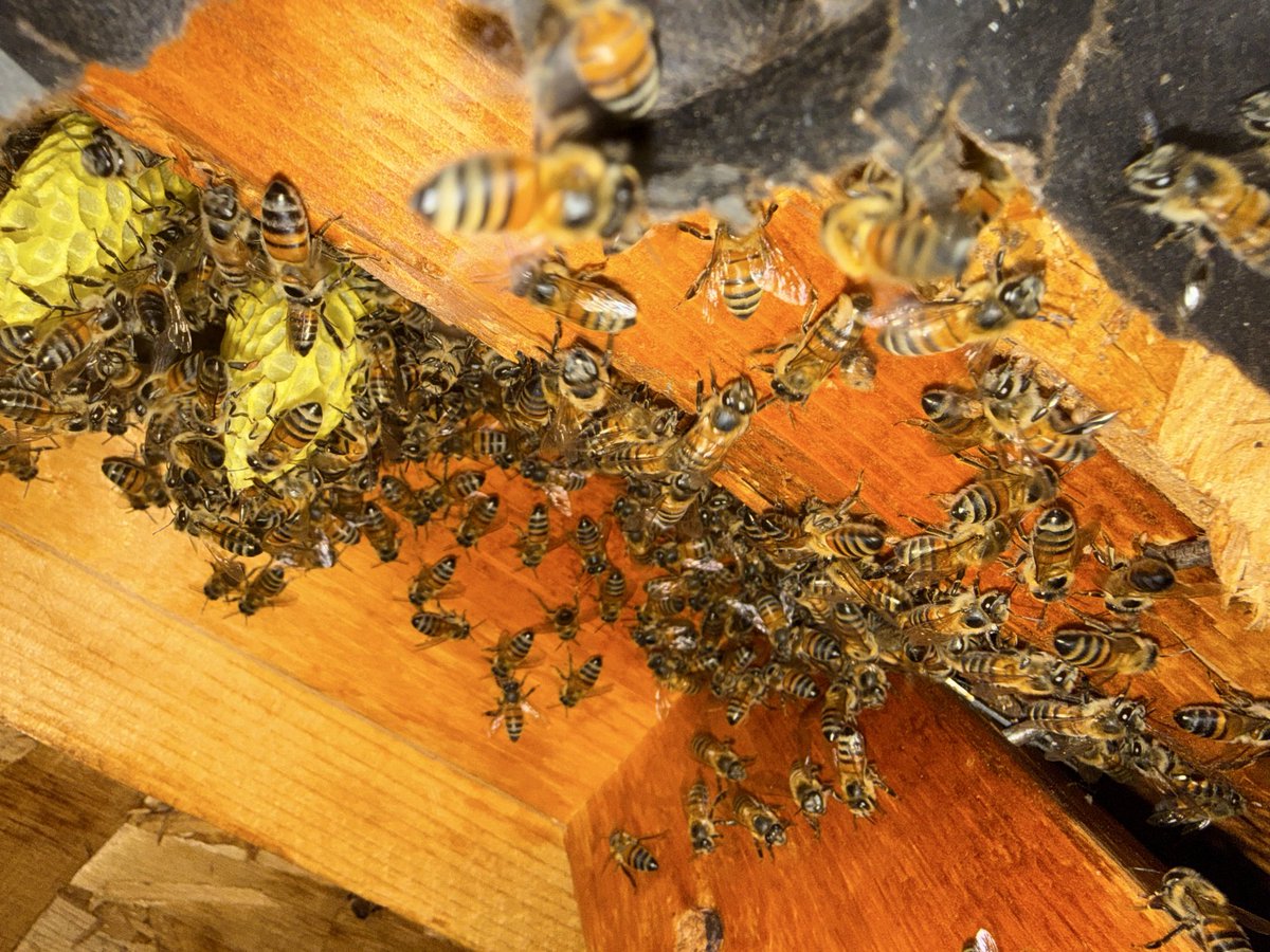 Roofline bees