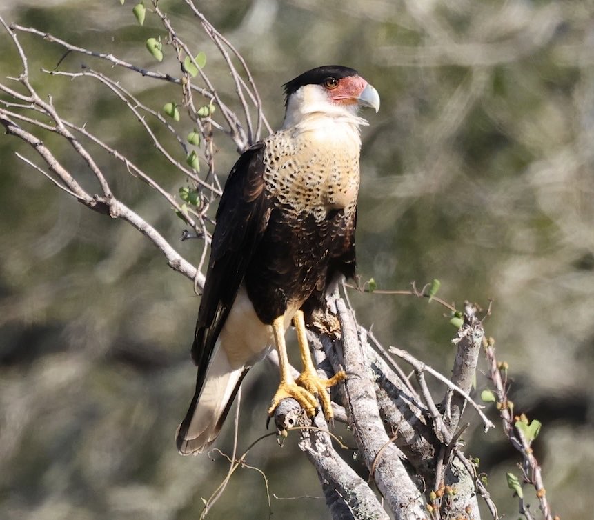 RubeSA47's tweet image. A few recent pics from around the area. Javelina, Crested Caracara, Northern Harrier, and Male Wood Duck. #CorpusChristiTX #Birds and #Mammal.