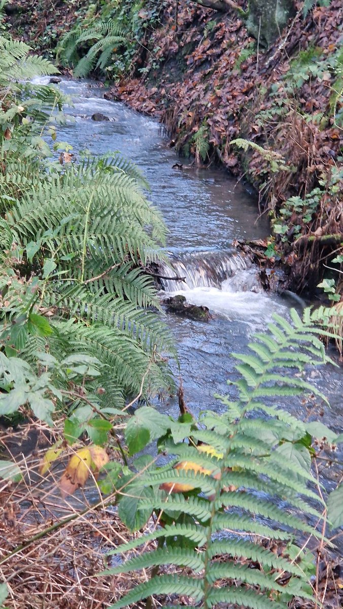 a few pictures on my afternoon walk  🏞🍃