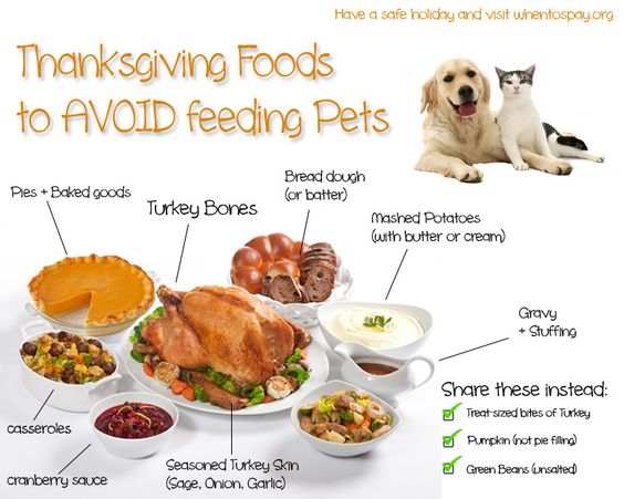 MandarinVet's tweet image. Thanksgiving meals are delicious for humans but can be dangerous for pets. 

facebook.com/share/p/1DHJkb…

#MVC #DrJones #aahaaccredited #Thanksgiving #pethealth #pettips #petsafety #ThanksgivingPetSafety