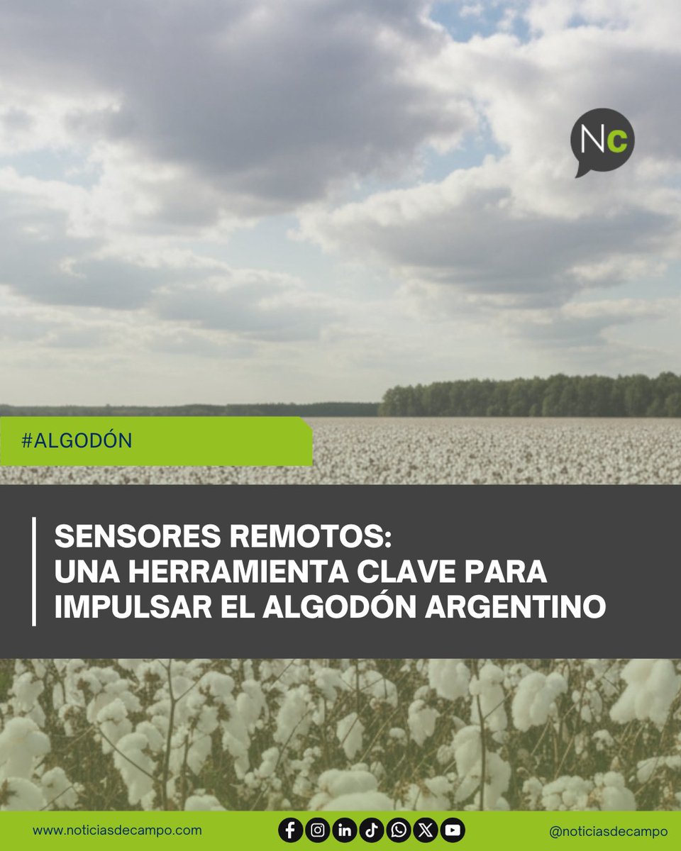 NoticiasdeCampo's tweet image. 👉🏼 𝗦𝗘𝗡𝗦𝗢𝗥𝗘𝗦 𝗥𝗘𝗠𝗢𝗧𝗢𝗦: 𝗨𝗡𝗔 𝗛𝗘𝗥𝗥𝗔𝗠𝗜𝗘𝗡𝗧𝗔 𝗖𝗟𝗔𝗩𝗘 𝗣𝗔𝗥𝗔 𝗜𝗠𝗣𝗨𝗟𝗦𝗔𝗥 𝗘𝗟 𝗔𝗟𝗚𝗢𝗗Ó𝗡 𝗔𝗥𝗚𝗘𝗡𝗧𝗜𝗡𝗢
noticiasdecampo.com/2025/11/24/sen…
👉🏼 Permite reducir hasta 66% el fertilizante sin afectar rindes.
👉🏼 #NoticiasDeCampo #Algodón