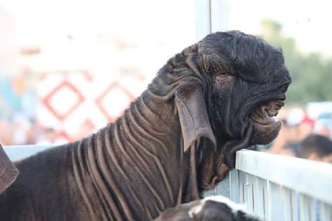 COMP2145's tweet image. 