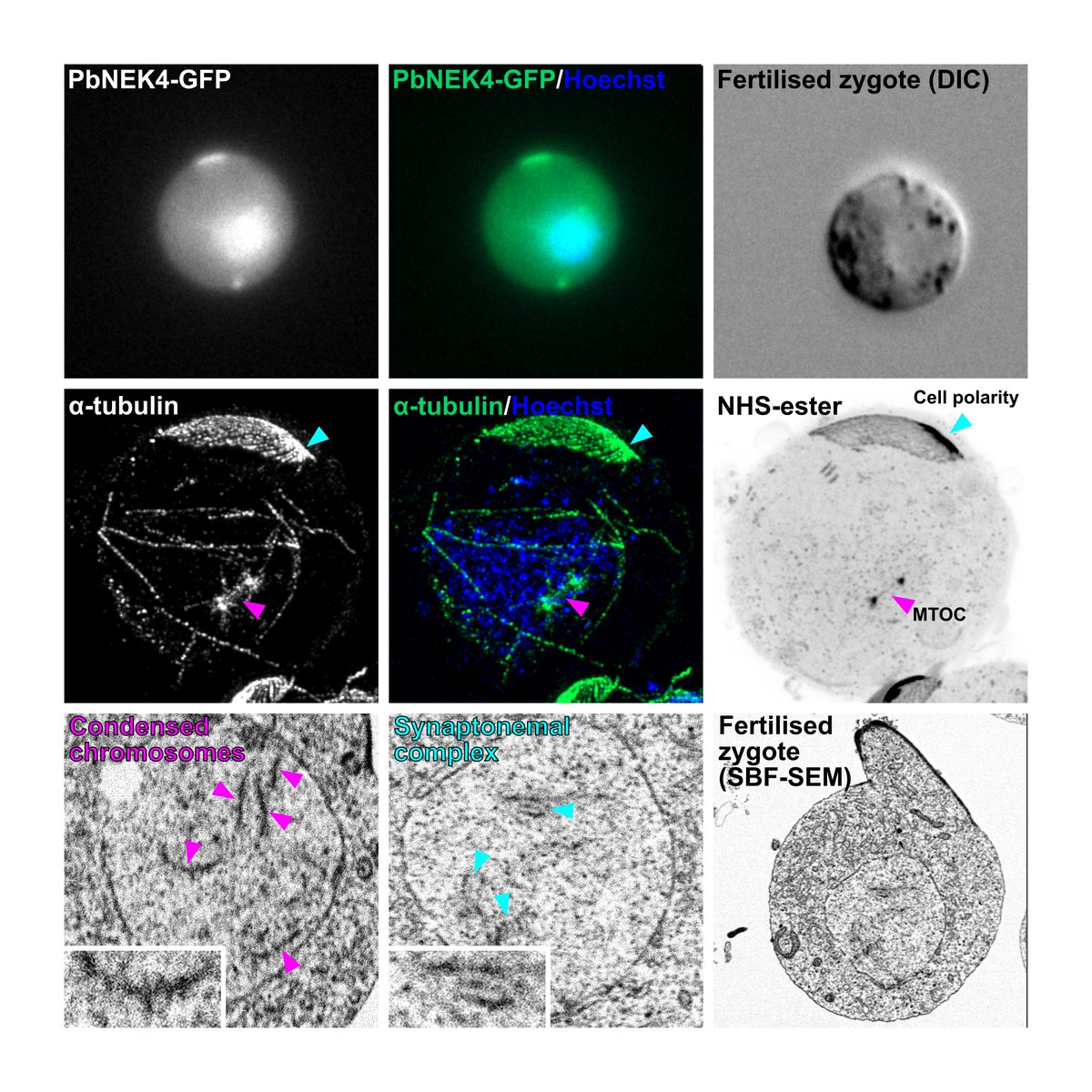 Ryuji Yanase tweet media