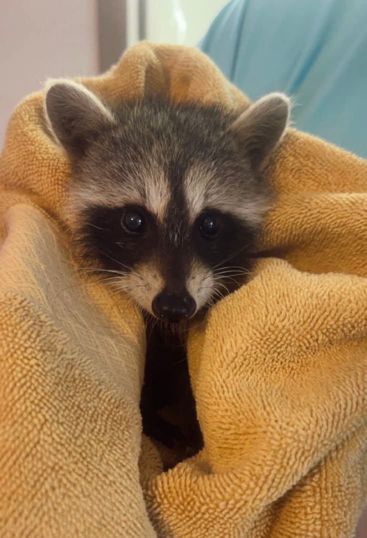 ShouldHaveRacc's tweet image. 