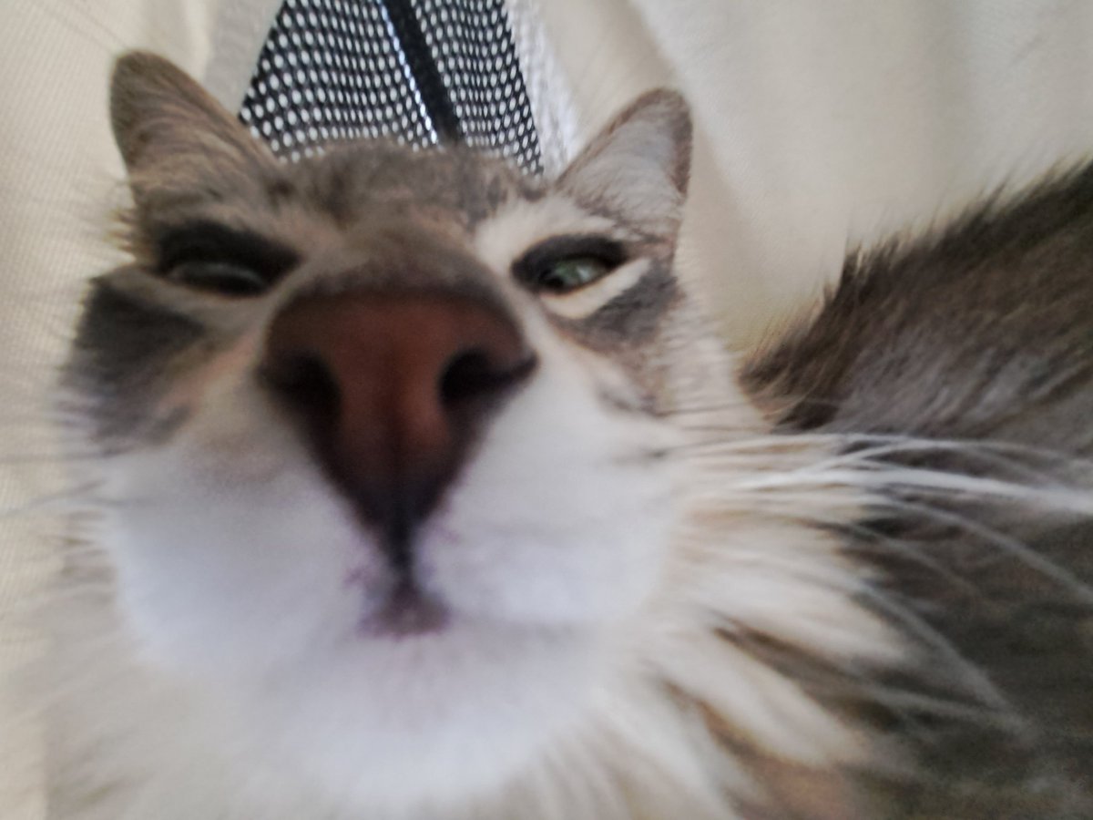 archivesbyjeff's tweet image. minha gata na câmera 0.5 fica uma obra de arte