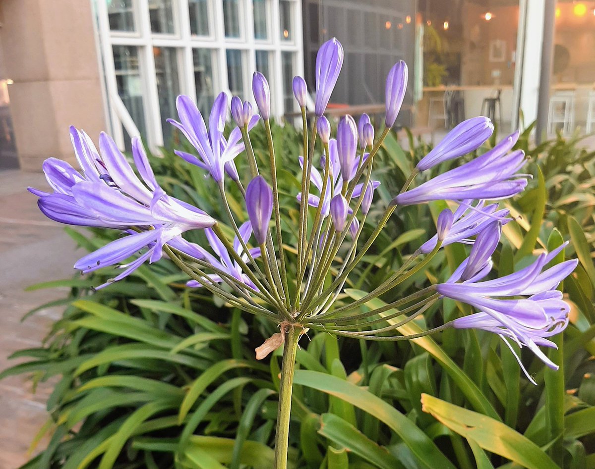 Lopezlaila1's tweet image. #Agap