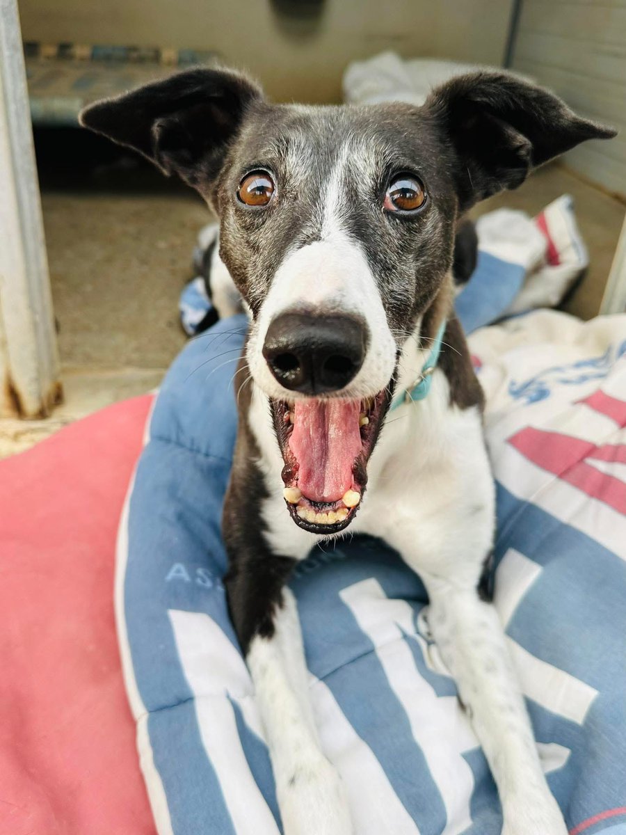 This was the face I was expecting from Timmy when he saw Scarlett again 😅
Well it wasn’t the most exciting reunion but now Timmy is really getting excited throughout the day 😍
Now he’s saying… hey it’s you 😍. It just took him a while 😁
Timmy is a small whippet looking for a