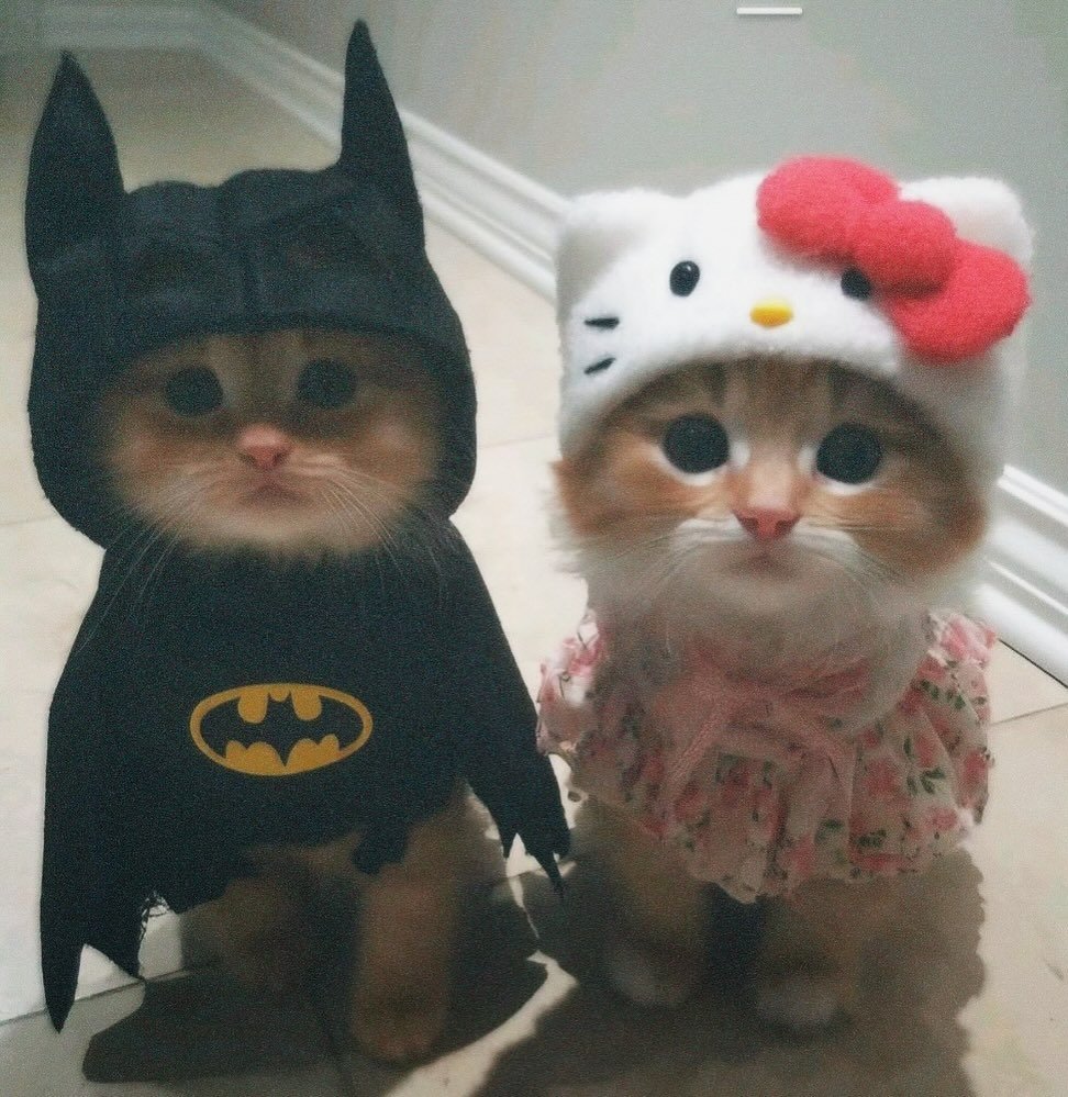 Cute Cats 🐱 (@cutecats_____) on Twitter photo 