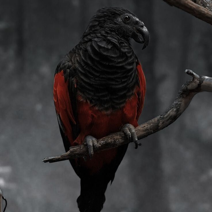 AMAZlNGNATURE's tweet image. Dracula Parrot aura is insane