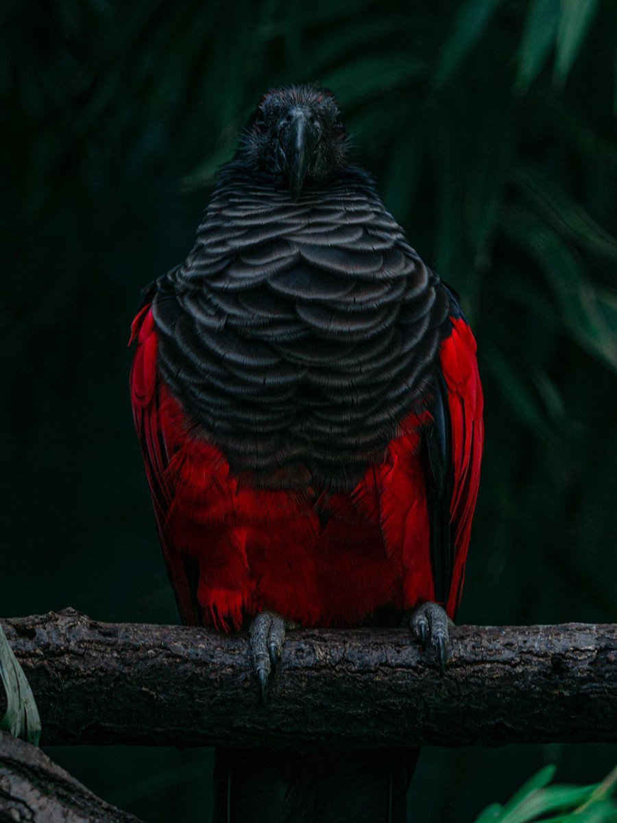 AMAZlNGNATURE's tweet image. Dracula Parrot aura is insane