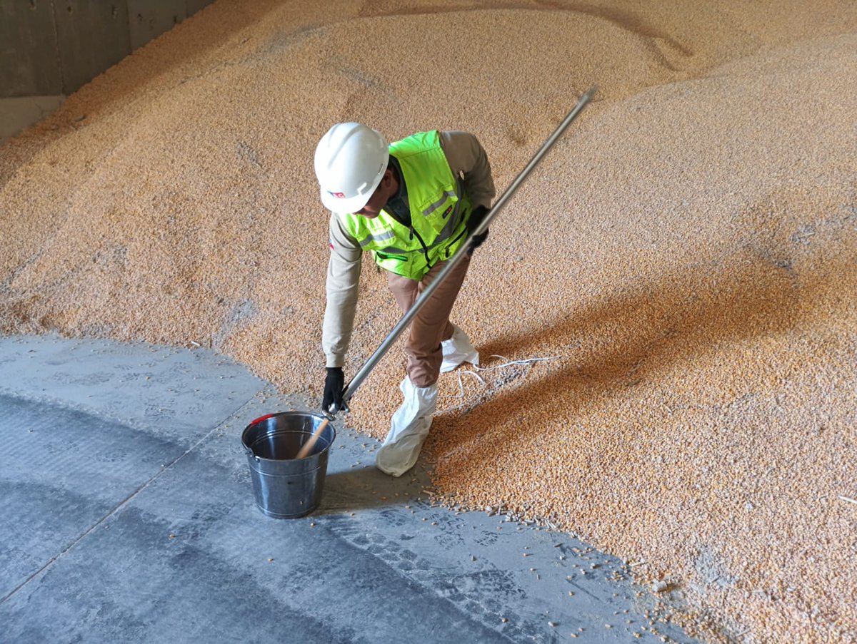 sagchile's tweet image. Para evitar el ingreso de plagas y malezas cuarentenarias a nuestro 🇨🇱, funcionarios/as @sagchile #Biobío de la oficina Talcahuano toman muestras de granos en portuaria Cabo Froward  provenientes de Argentina.