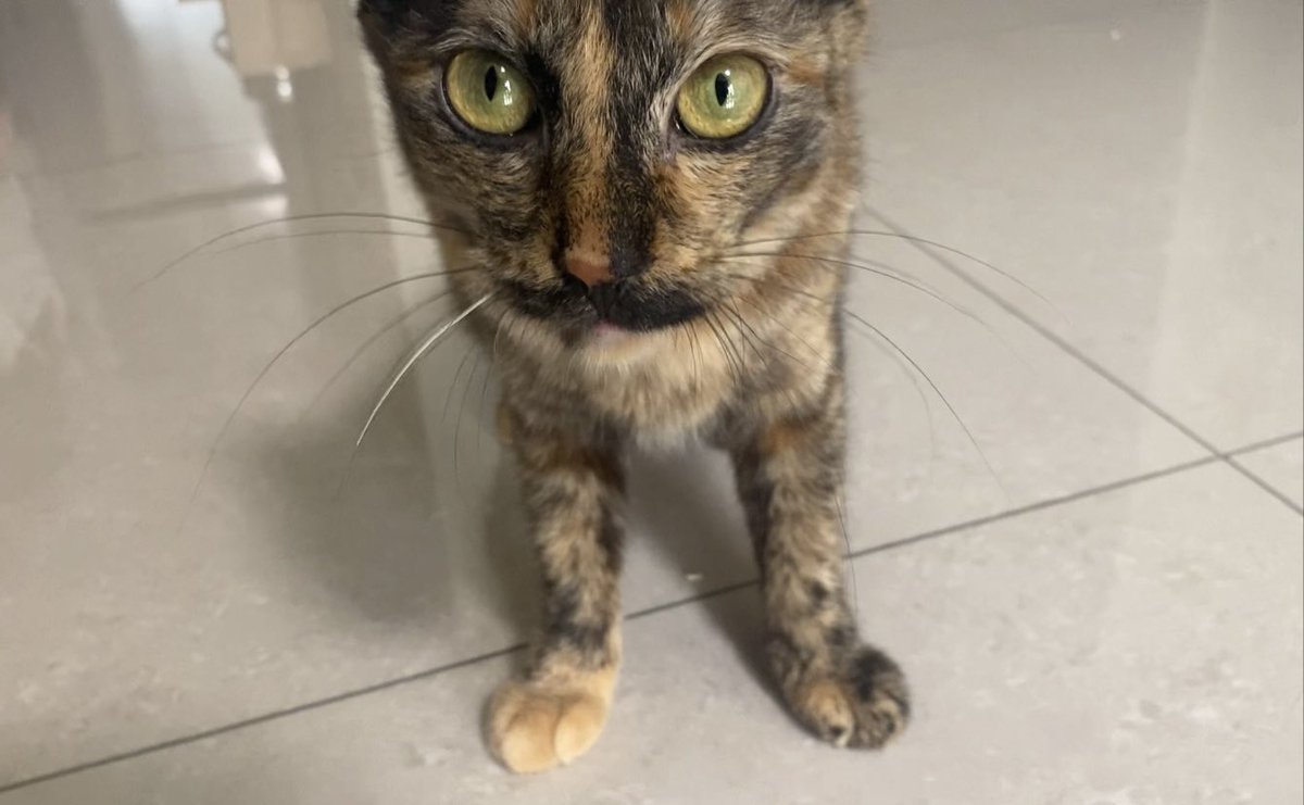 【🧸報告🧸】
<a href="/cygnus_lyra/">Lyra Cygnus／萊菈．希格娜斯 🦢</a> 家的鵝蛋小朋友🐈‍⬛
躺在福福的腿上睡超爽睡了一整個下午💤
窩現在是鵝蛋認證的膝枕女王了👑

（甚至發文的現在鵝蛋也還在我的腿上睡🙀）