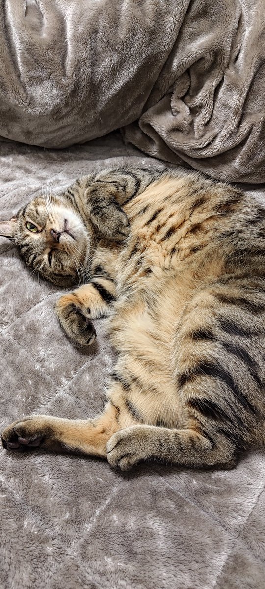 ねこぴー🐾YouTube配信中 (@Nekopi365) / Posts / X