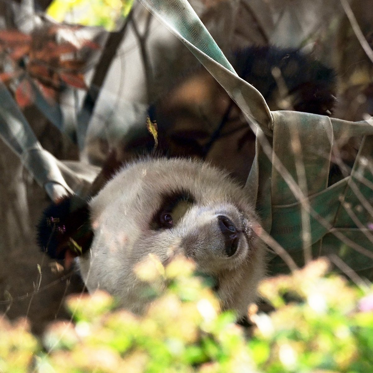 今日のパンダ（4014日目） 今日のパンダは9:30からです。3連休の最終日