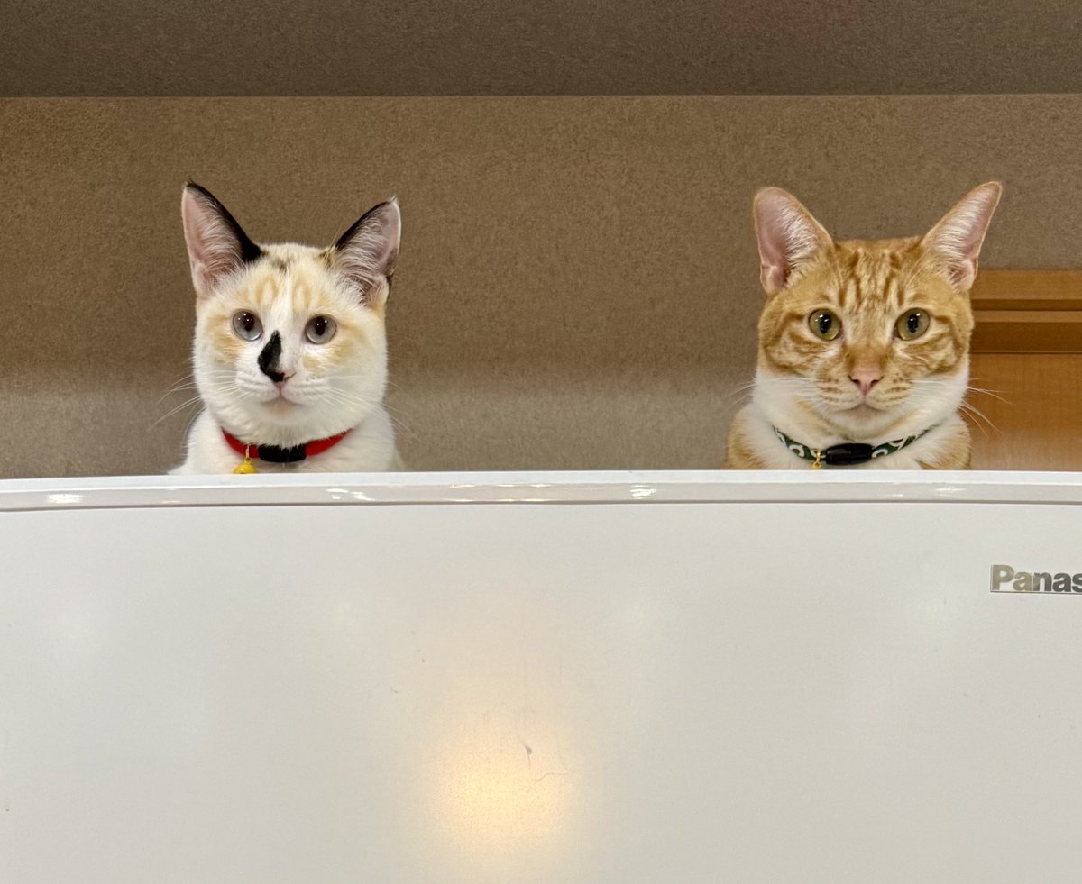 ネコの小判（感謝） まだ食うんか、の熱視線