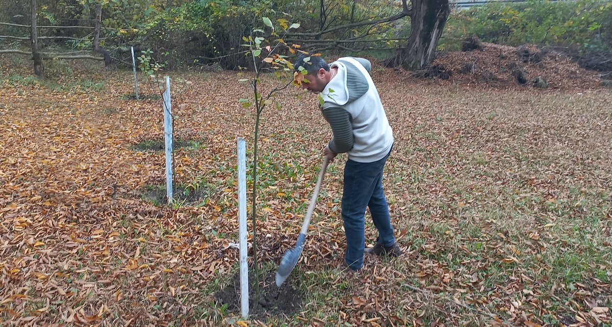 Kollektiv üzvləri tərəfindən salımış meyvə bağında iməclik işləri aparılıb.