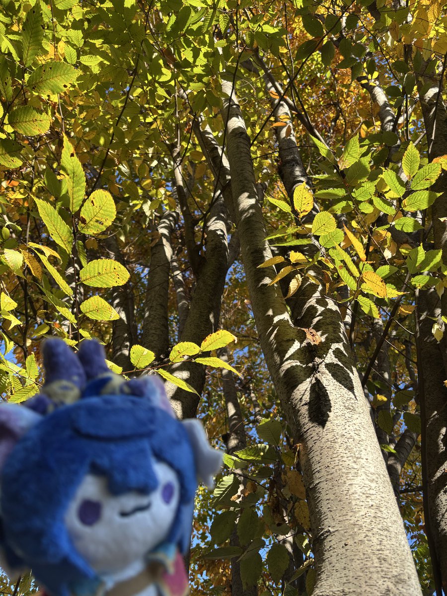 おさんぽグラニテ🍂