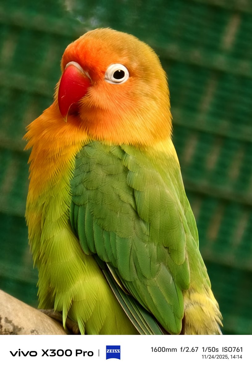 stufflistings's tweet image. The colors and the details even at 1600mm, this is crazy stuff 😍
#vivo #vivoX300Series #shotonvivoX300Pro