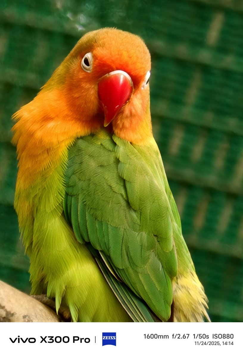 stufflistings's tweet image. The colors and the details even at 1600mm, this is crazy stuff 😍
#vivo #vivoX300Series #shotonvivoX300Pro