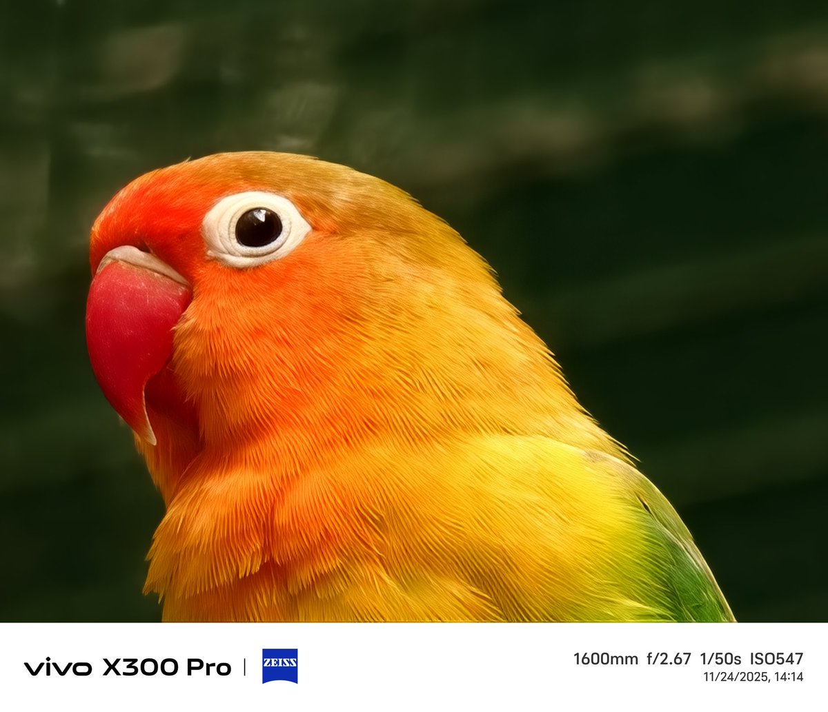 stufflistings's tweet image. The colors and the details even at 1600mm, this is crazy stuff 😍
#vivo #vivoX300Series #shotonvivoX300Pro