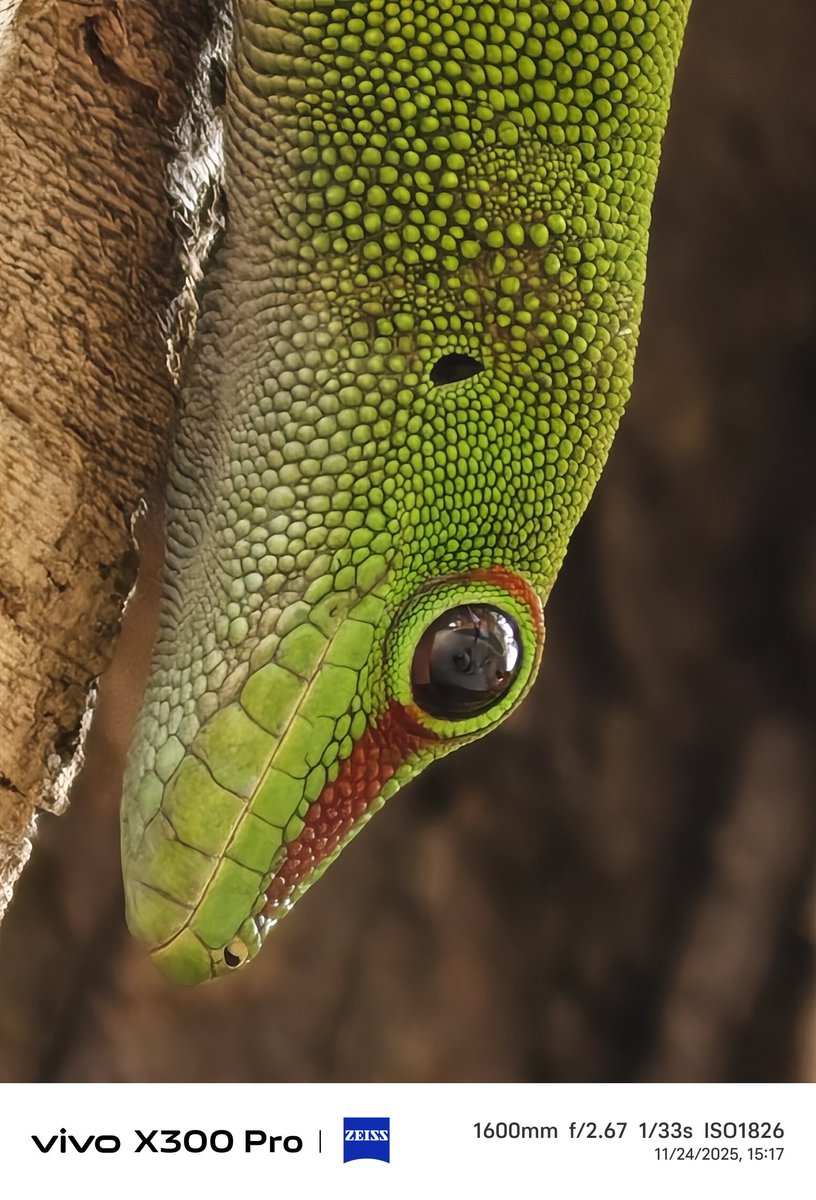 stufflistings's tweet image. If I had not clicked these myself, even I would not believe these were taken from a smartphone camera 🤐

#vivo #vivoX300Series #shotonvivoX300Pro