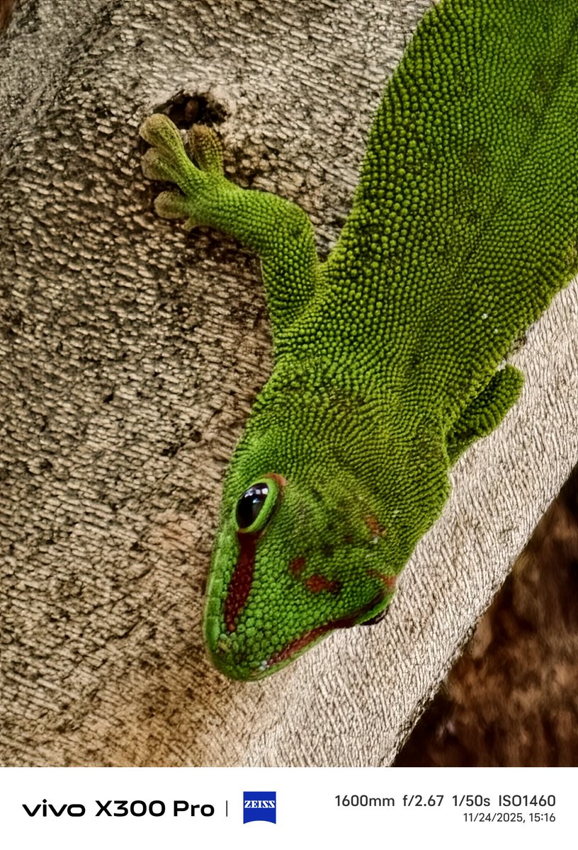 stufflistings's tweet image. If I had not clicked these myself, even I would not believe these were taken from a smartphone camera 🤐

#vivo #vivoX300Series #shotonvivoX300Pro