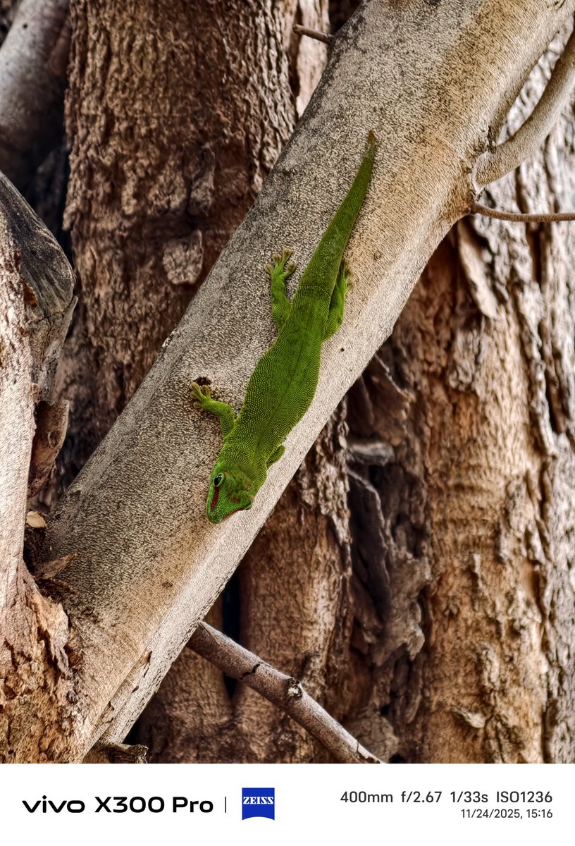 stufflistings's tweet image. If I had not clicked these myself, even I would not believe these were taken from a smartphone camera 🤐

#vivo #vivoX300Series #shotonvivoX300Pro